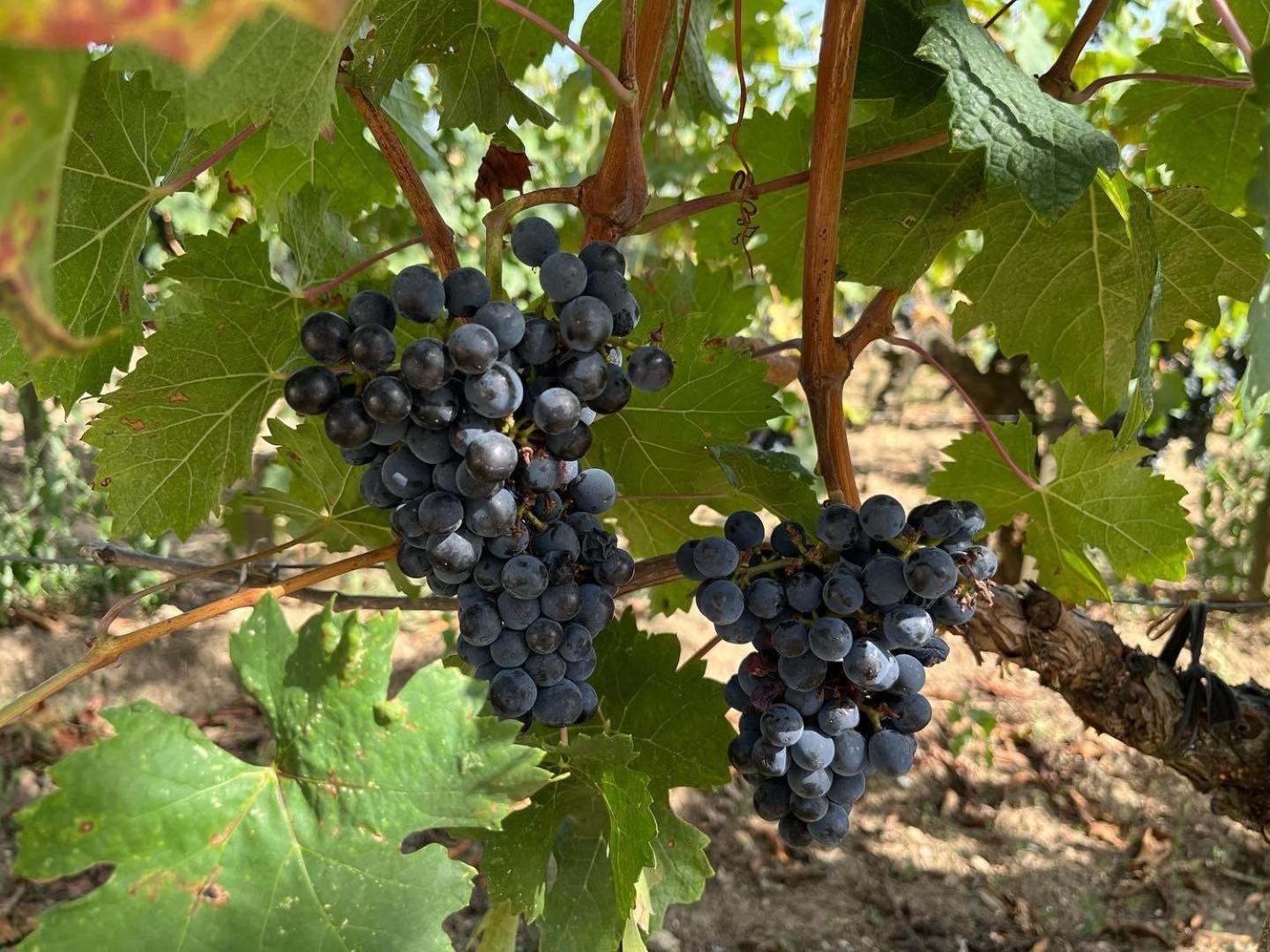 Les Logis Des Vignobles Saint Emilion En Duplex N 2 Avec Terrasse Lejlighed Eksteriør billede
